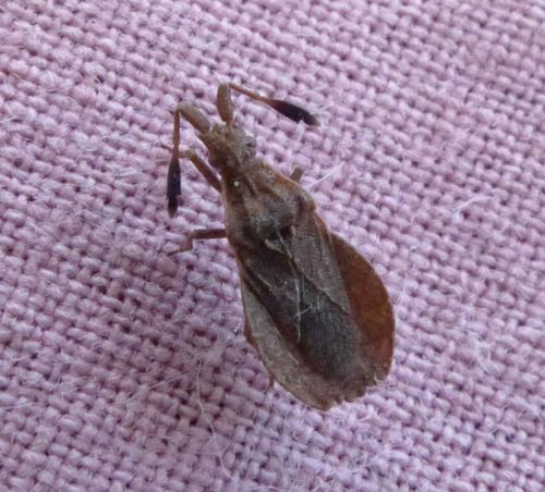 Spathocera laticornis